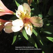 Peruvian Lily #132 nn; LHB p. 260, 35-32-?, "Name for Claude Alst