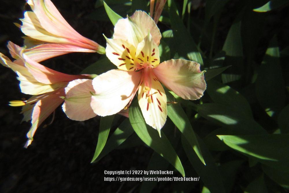 Photo of Peruvian Lilies (Alstroemeria) uploaded by WebTucker