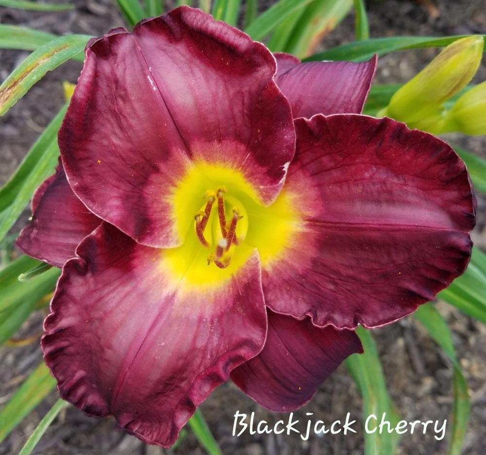 Photo of Daylily (Hemerocallis 'Blackjack Cherry') uploaded by tashepard