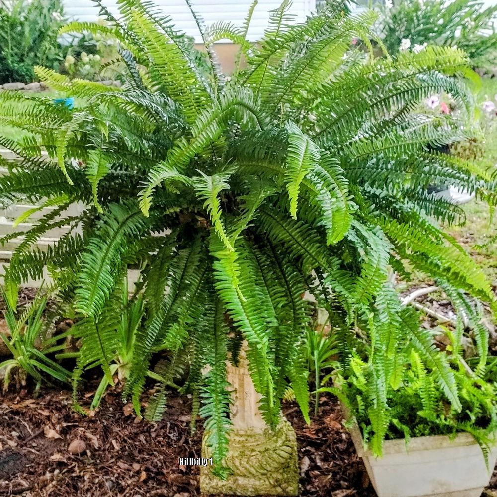 Photo of Australian Sword Fern (Nephrolepis obliterata Kimberly Queen®) uploaded by HoodLily