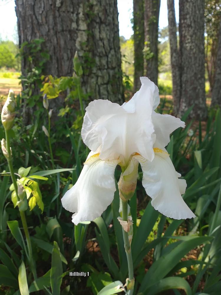 Photo of Species Iris (Iris albicans) uploaded by HoodLily