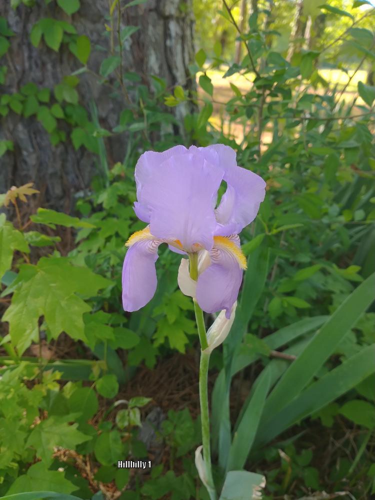 Photo of Species Iris (Iris pallida) uploaded by HoodLily
