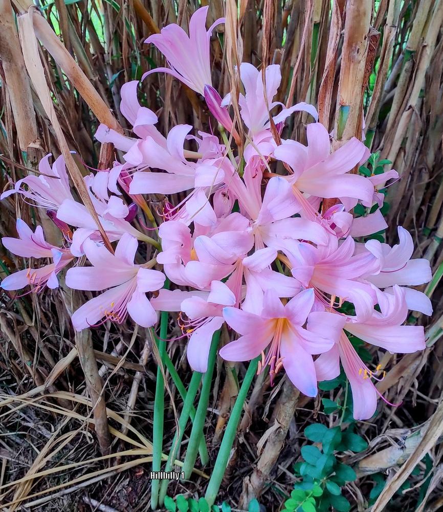 Photo of Surprise Lily (Lycoris squamigera) uploaded by HoodLily