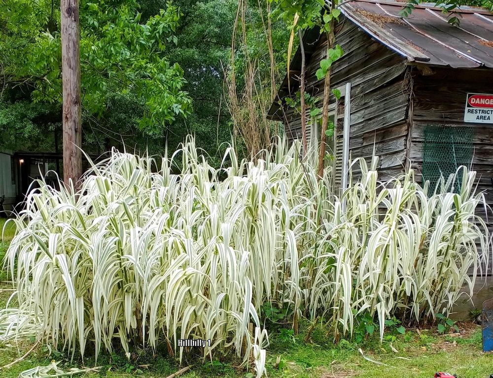 Photo of Giant Reed (Arundo donax 'Peppermint Stick') uploaded by HoodLily