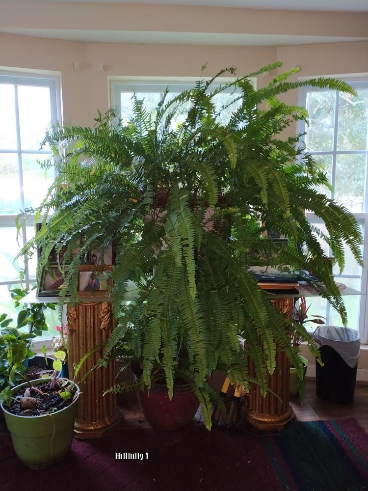Photo of Australian Sword Fern (Nephrolepis obliterata Kimberly Queen®) uploaded by HoodLily