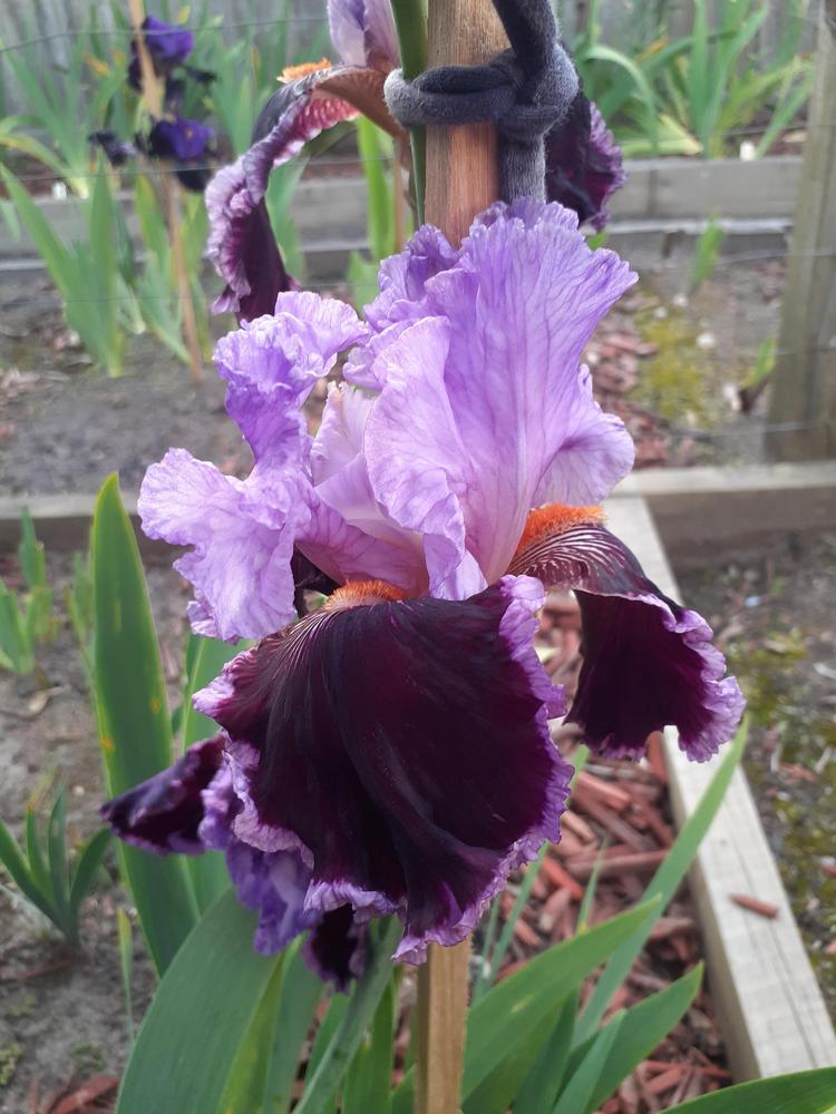 Photo of Tall Bearded Iris (Iris 'Dance Hall Dolly') uploaded by PaulaHocking