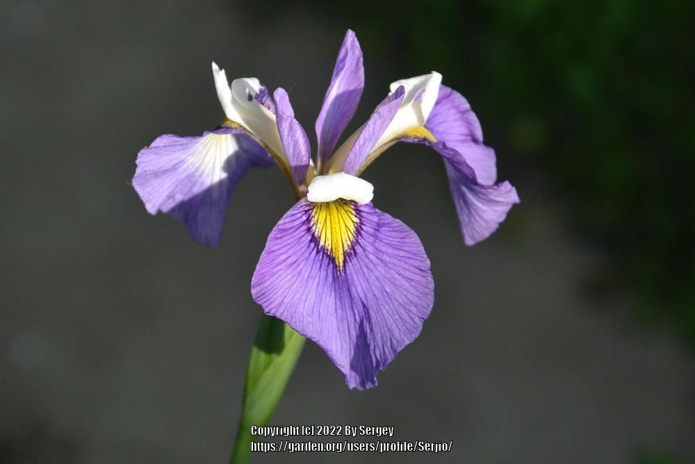 Photo of Species X Iris (Iris 'Enfant Prodige') uploaded by Serjio