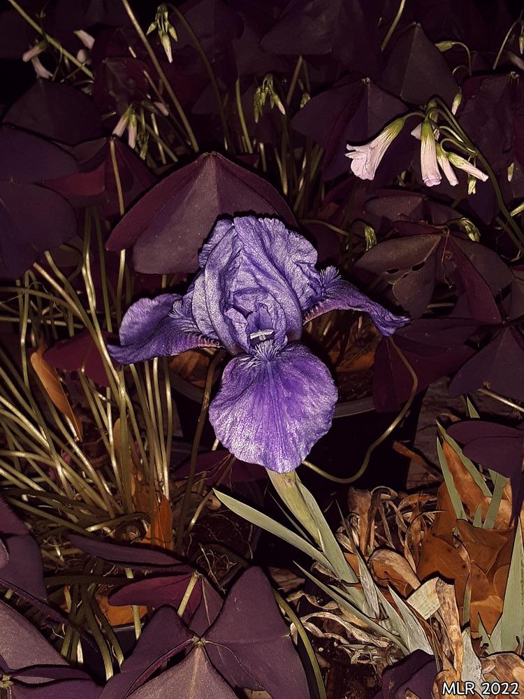 Photo of Standard Dwarf Bearded Iris (Iris 'Smell the Roses') uploaded by MLR11
