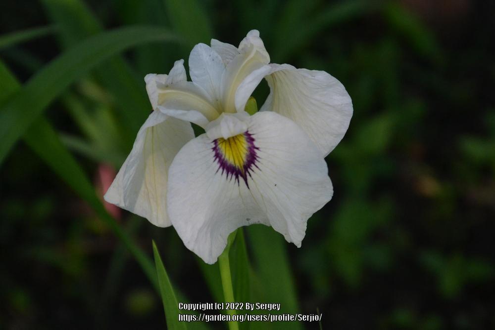 Photo of Species X Iris (Iris 'Okagami') uploaded by Serjio