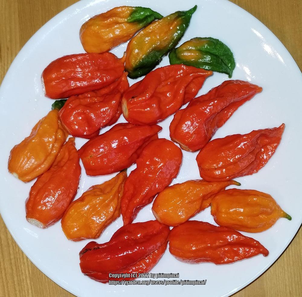 Photo of Hot Pepper (Capsicum annuum 'Bhut Jolokia Red') uploaded by pitimpinai