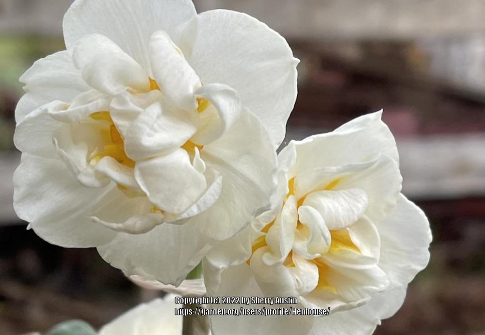 Photo of Double Daffodil (Narcissus 'Bridal Crown') uploaded by Henhouse