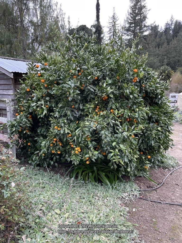 Photo of Orange (Citrus reticulata 'Satsuma') uploaded by Henhouse