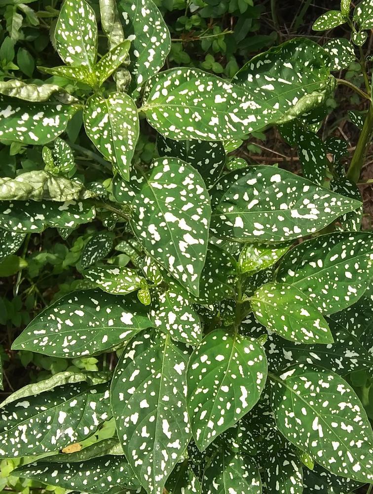 Photo of Polka-Dot Plant (Hypoestes phyllostachya Splash Select™ White) uploaded by purpleinopp