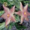 The star shaped flowers are approximately 1.5 inches in diameter.