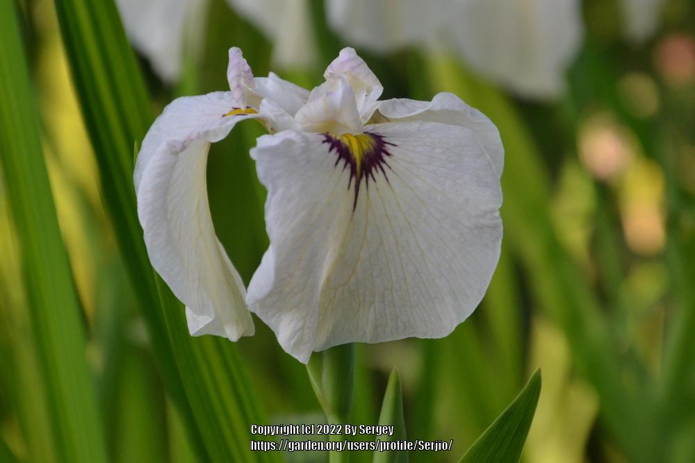 Photo of Species X Iris (Iris 'Yukiyanagi') uploaded by Serjio