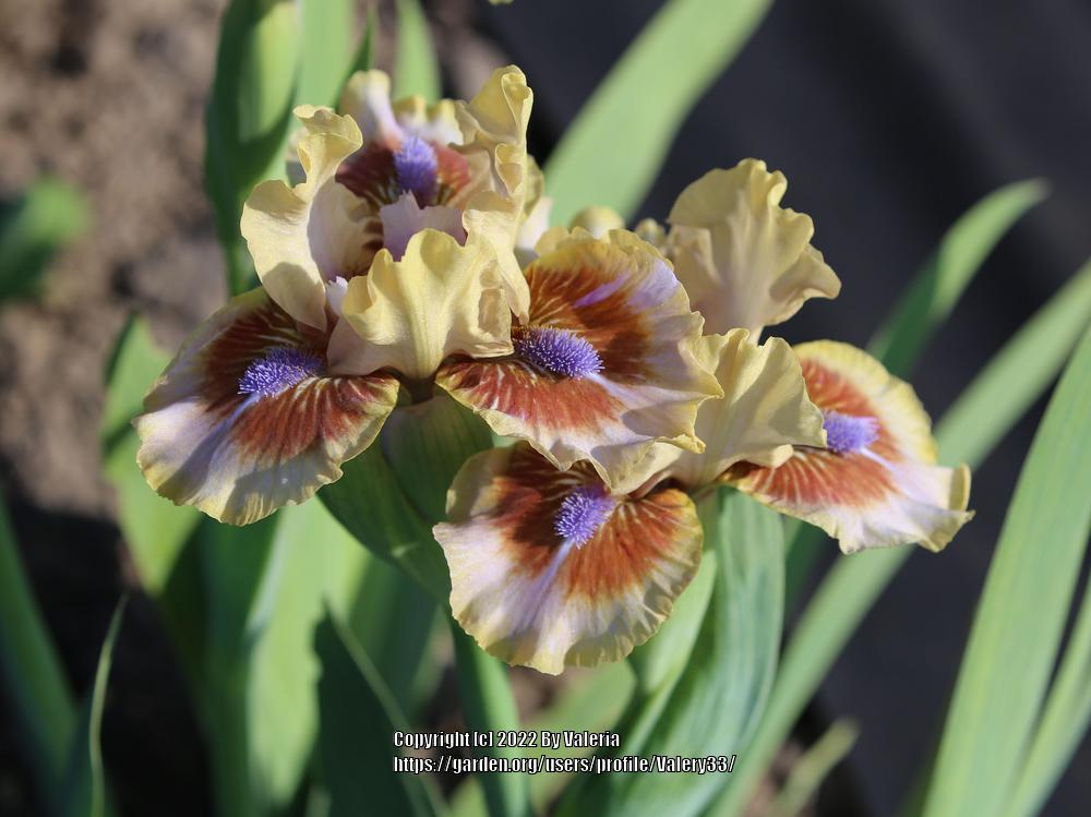 Photo of Standard Dwarf Bearded Iris (Iris 'Antsy') uploaded by Valery33