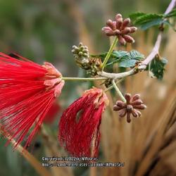 Location: Botanic Gardens, Albuquerque, NM Zone 7b
Date: 11.14.22
Prominent buds