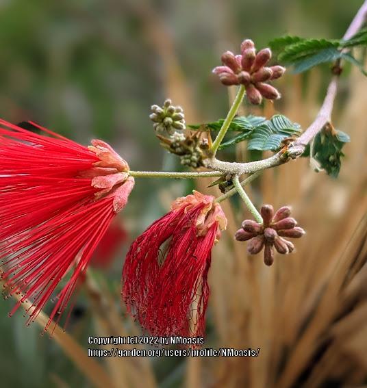 Photo of Baja Fairy Duster (Calliandra californica) uploaded by NMoasis
