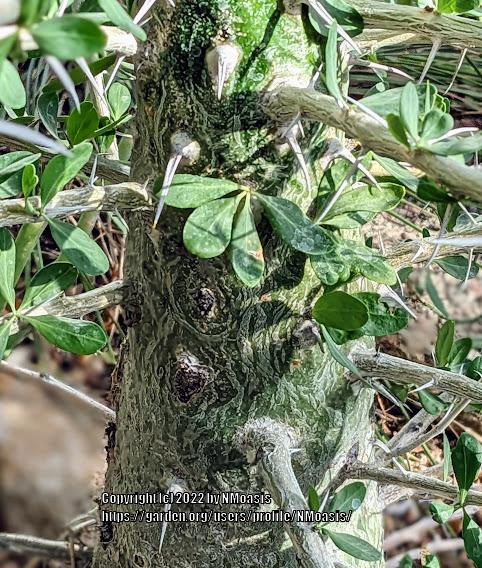 Photo of Boojum Tree (Fouquieria columnaris) uploaded by NMoasis