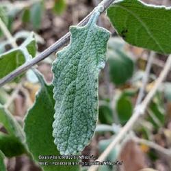 Location: Botanic Gardens, Albuquerque, NM Zone 7b
Date: 11.14.22
Gray fuzzy leaf