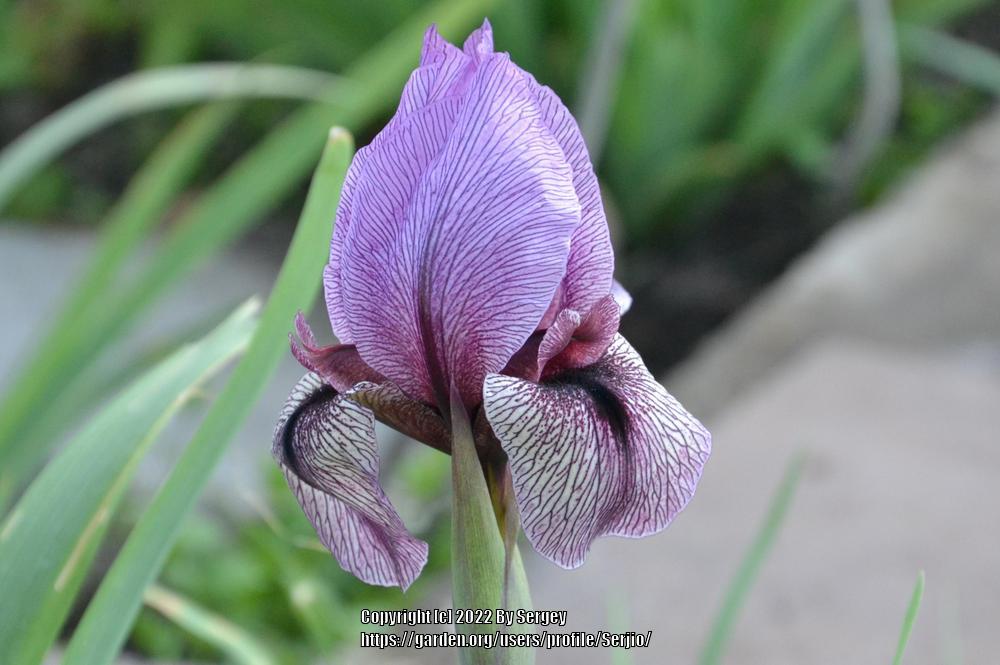 Photo of Aril Iris (Iris 'Dardanus') uploaded by Serjio