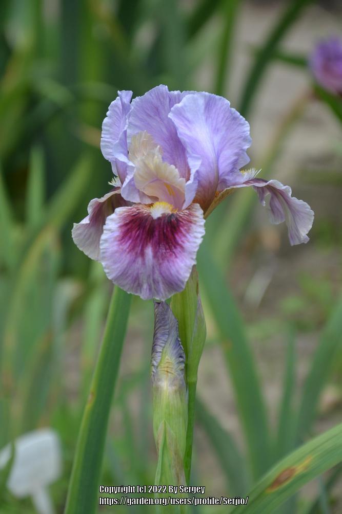 Photo of Arilbred Iris (Iris 'Free as the Wind') uploaded by Serjio