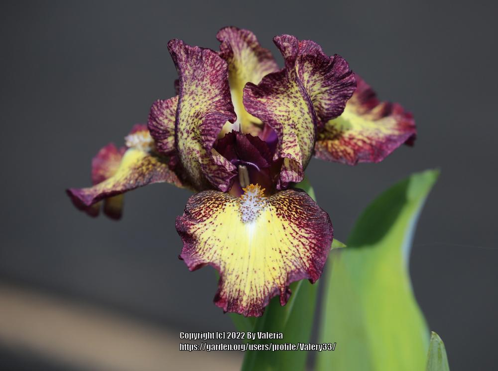 Photo of Standard Dwarf Bearded Iris (Iris 'Kaching') uploaded by Valery33