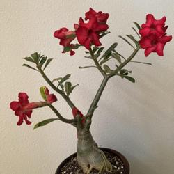 Location: My garden in Tampa, Florida
Date: 2022-11-17
My grafted desert rose, it is small enough that I can still enjoy