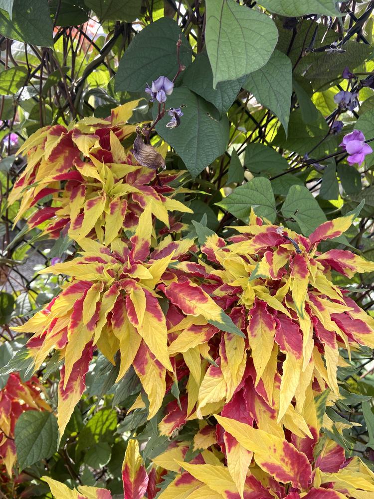 Photo of Summer Poinsettia (Amaranthus tricolor) uploaded by Calif_Sue