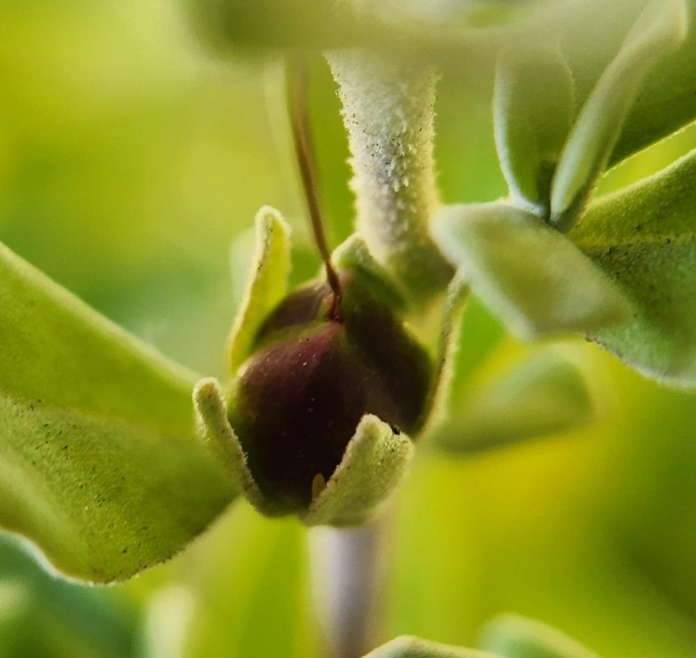 Photo of Texas Sage (Leucophyllum frutescens) uploaded by Mdntnmtgmy