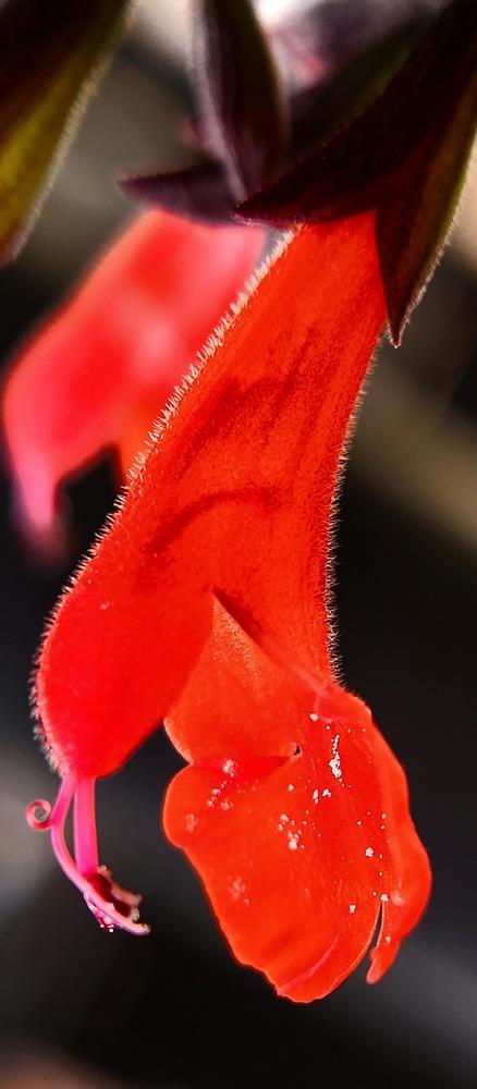 Photo of Scarlet Sage (Salvia coccinea) uploaded by Mdntnmtgmy