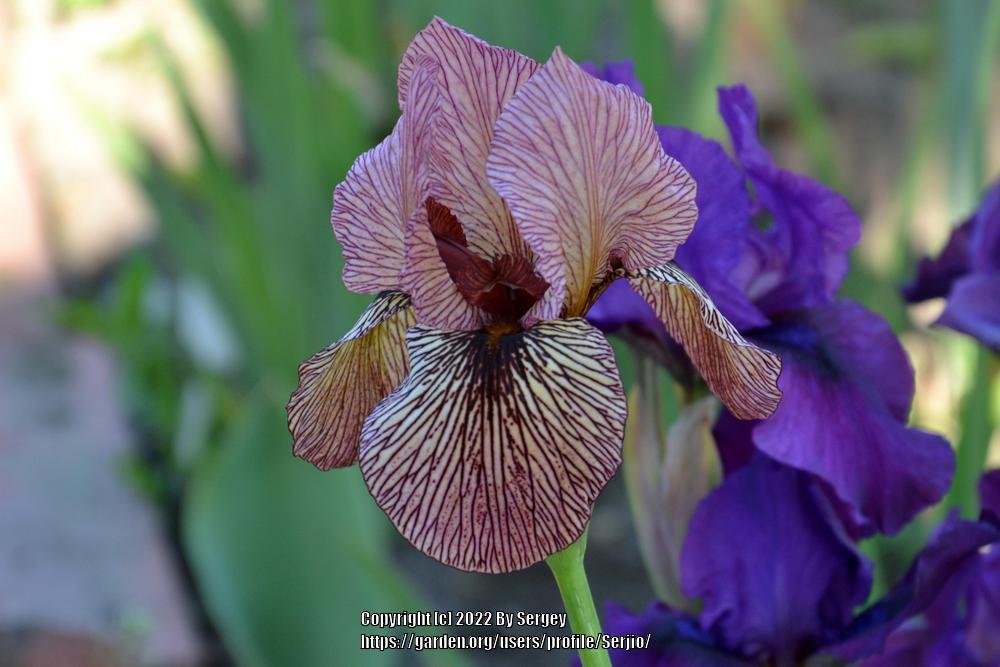 Photo of Arilbred Iris (Iris 'Oyez') uploaded by Serjio