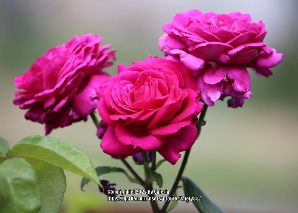 Photo of Rose (Rosa 'Stephens' Big Purple') uploaded by Valery33