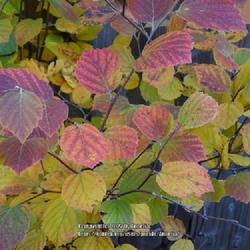 Location: Kingston Ontario Canada
Date: 2022-10-24
Autumn color from one of my Fothergilla gardenii in back garden