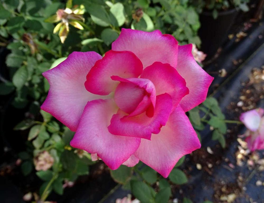 Photo of Rose (Rosa 'Lady Like') uploaded by Beth_NorCal
