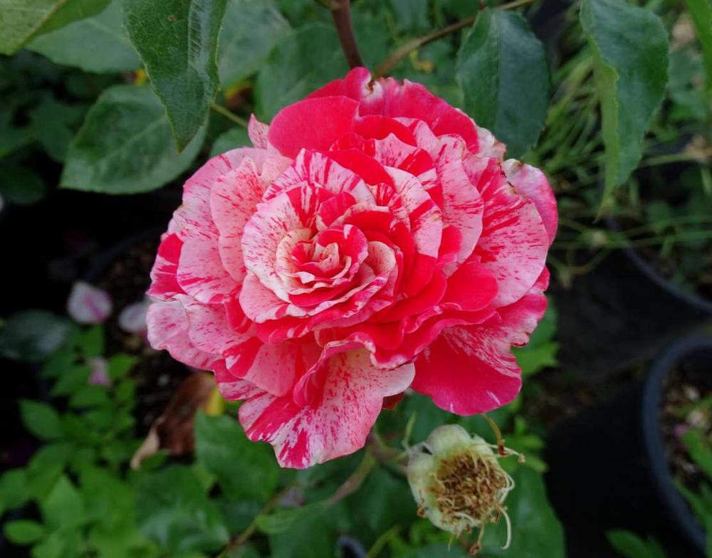 Photo of Rose (Rosa 'Philatelie') uploaded by Beth_NorCal
