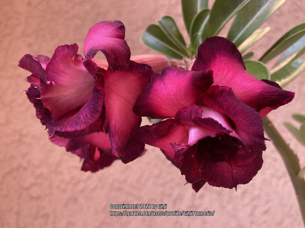 Photo of Desert Rose (Adenium 'Madam Violet') uploaded by GigiPlumeria
