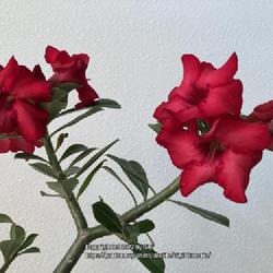 Location: My garden in Tampa, Florida
Date: 2022-11-18
Huge red blooms, on my grafted desert rose.