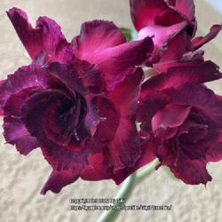 Location: My garden in Tampa, Florida
Date: 2022-11-20
My grafted desert rose, ‘Madam Violet’.