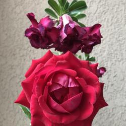 Location: My garden in Tampa, Florida
Date: 2022-11-20
My red rose and my Madam Violet desert tose.