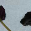 African Violet (Streptocarpus 'Heritage Frolic') leaves, top and 
