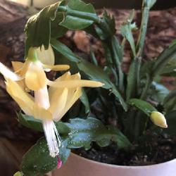 Location: Halifax, VA
Date: 11-21-22 8am
Thanksgiving cactus Yellow flower and Bud also showing cladode ty
