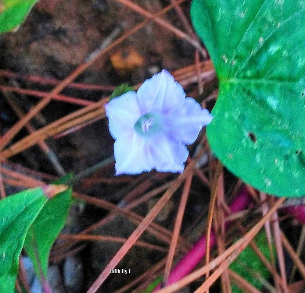 Photo of Ivy Leaf Morning Glory (Ipomoea hederacea) uploaded by HoodLily