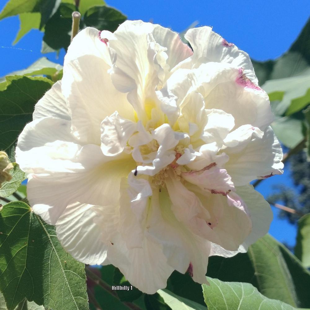 Photo of Confederate Rose (Hibiscus mutabilis) uploaded by HoodLily
