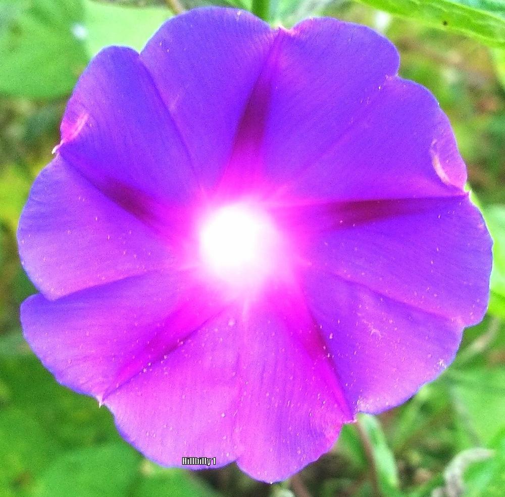 Photo of Common Morning Glory (Ipomoea purpurea) uploaded by HoodLily