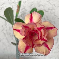Location: My garden in Tampa, Florida
Date: 2022-11-22
Bloom from my rooted ‘Mrs. Rose’ cutting.