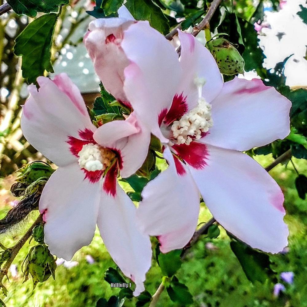 Photo of Roses of Sharon (Hibiscus syriacus) uploaded by HoodLily