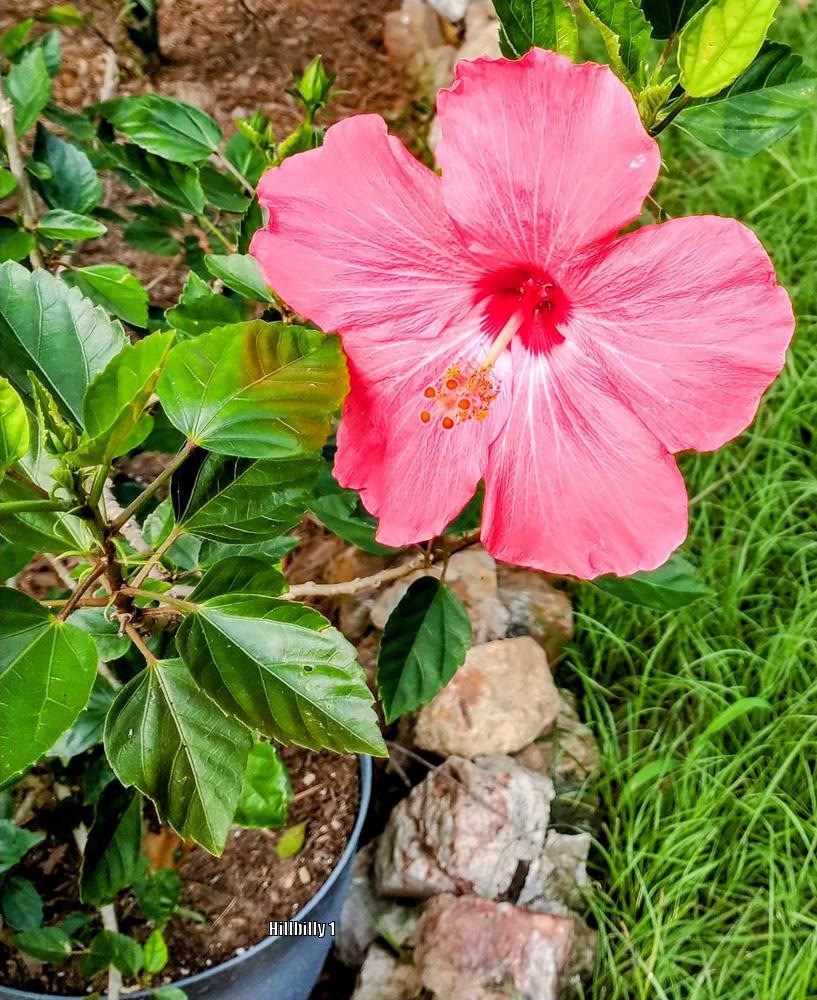 Photo of Tropical Hibiscus (Hibiscus rosa-sinensis 'Painted Lady') uploaded by HoodLily