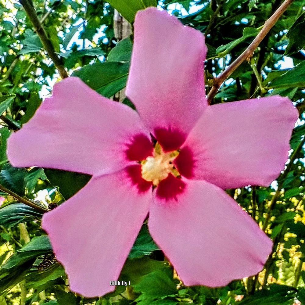 Photo of Roses of Sharon (Hibiscus syriacus) uploaded by HoodLily