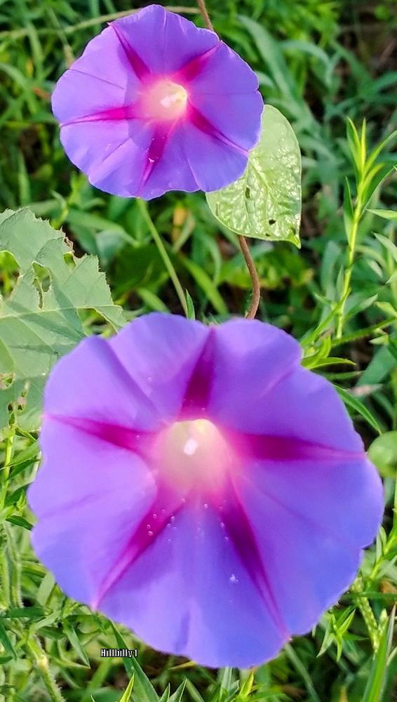 Photo of Common Morning Glory (Ipomoea purpurea) uploaded by HoodLily